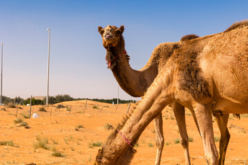 Close up of thirsty Camels drinking water in the sand dunes of Dubai desert, United Arab Emirates.