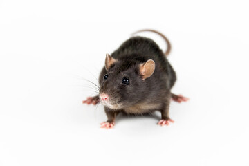 The black rat on the white background will wipe right into the frame.