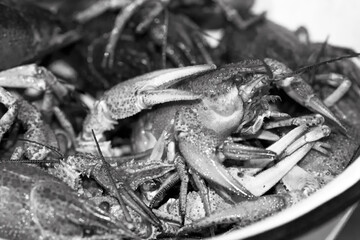 A lot of live crayfish with claws