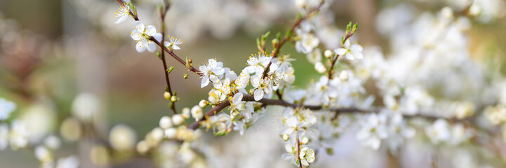 plums or prunes bloom white flowers in early spring in nature. selective focus. banner