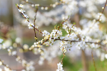 plums or prunes bloom white flowers in early spring in nature. selective focus