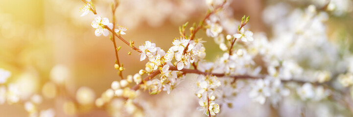 plums or prunes bloom white flowers in early spring in nature. selective focus. banner. flare