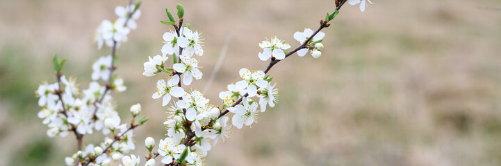 plums or prunes bloom white flowers in early spring in nature. selective focus. banner