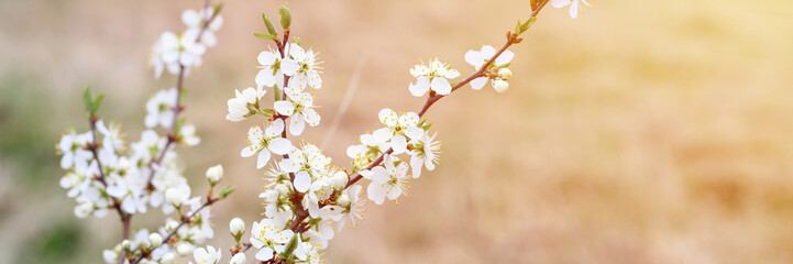 Fototapeta na wymiar plums or prunes bloom white flowers in early spring in nature. selective focus. banner. flare