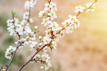 plums or prunes bloom white flowers in early spring in nature. selective focus. flare