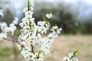 plums or prunes bloom white flowers in early spring in nature. selective focus