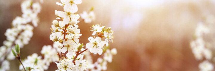 plums or prunes bloom white flowers in early spring in nature. selective focus. banner. flare
