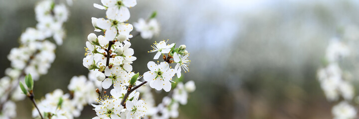 plums or prunes bloom white flowers in early spring in nature. selective focus. banner
