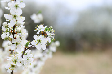 plums or prunes bloom white flowers in early spring in nature. selective focus
