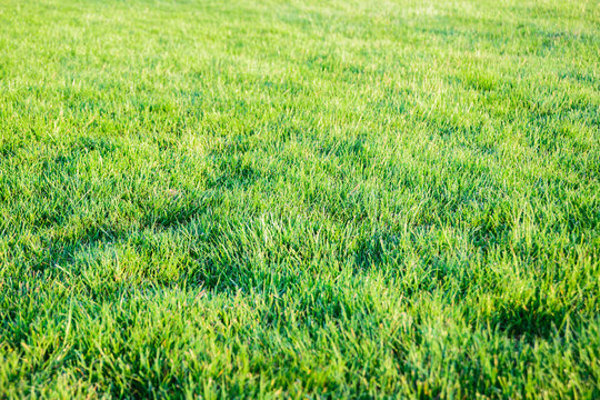 fresh uncut green lawn grass in courtyard, backyard, garden, playground, angle above view, horizontal outdoors closeup stock photo image background for wallpaper, banner, post, poster design