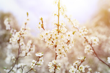 Fototapeta na wymiar plums or prunes bloom white flowers in early spring in nature. selective focus. flare