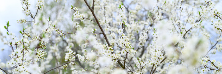 plums or prunes bloom white flowers in early spring in nature. selective focus. banner