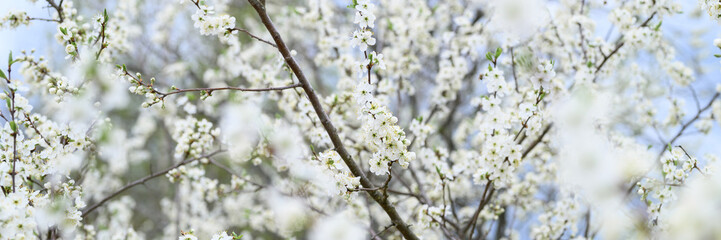 plums or prunes bloom white flowers in early spring in nature. selective focus. banner