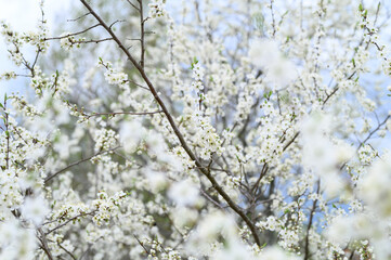 plums or prunes bloom white flowers in early spring in nature. selective focus