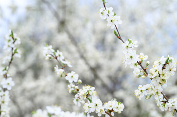 plums or prunes bloom white flowers in early spring in nature. selective focus
