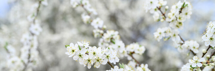 Obraz premium plums or prunes bloom white flowers in early spring in nature. selective focus. banner