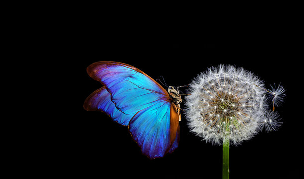 white fluffy dandelion and blue morpho butterfly on a black background. copy space
