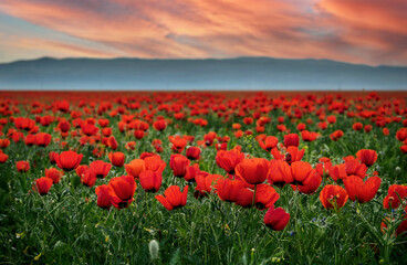 field of red poppies on the background of mountains