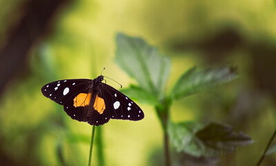 Black Butterfly with Open Wings