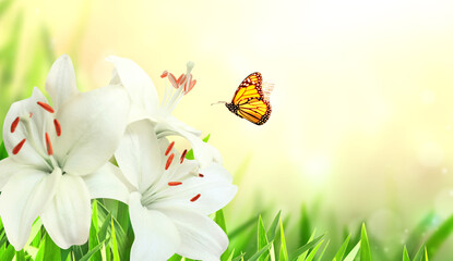 Fototapeta na wymiar Sunny spring background with butterfly and lily flower on flowerbed