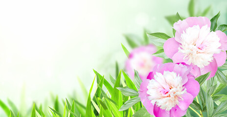 Branch of peony (Paeonia) on sunny beautiful nature spring background