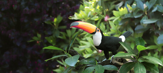 Beautiful colorful toucan bird on a branch in a rainforest