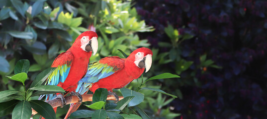 Beautiful colorful Ara macao parrots on a branch in a rainforest © frenta