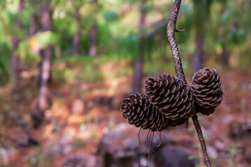 pine cones in autumn