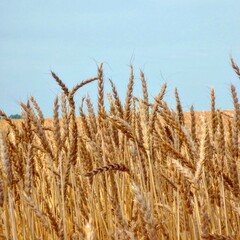 Пшеница