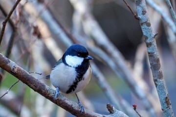 のんびりくつろぐシジュウカラ