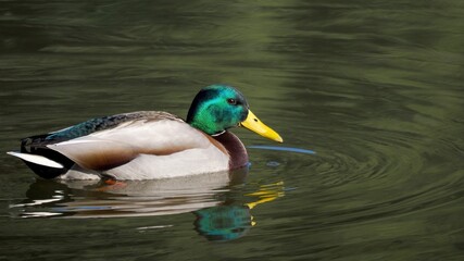 グリーンの水面をのんびりと泳ぐマガモ オス