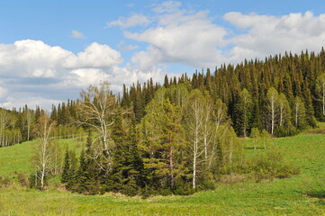 Ridder, Kazakhstan - 06.05.2013 : Trees, shrubs and various grasses grow on the hills in the mountainous area