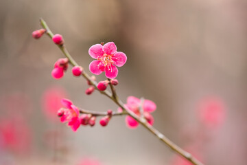 Fototapeta na wymiar 綻ぶ紅梅の花