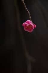 紅梅の咲く頃