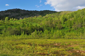 Fototapeta na wymiar Ridder, Kazakhstan - 06.05.2013 : Trees, shrubs and various grasses grow on the hills in the mountainous area