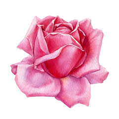  Pink flowers, rose on white background, watercolor botanical illustration