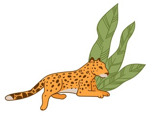 Leopard or cheetah resting under wide leaves flora