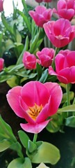 Beautiful blooming pink tulip in the garden having blurred tulips as background.