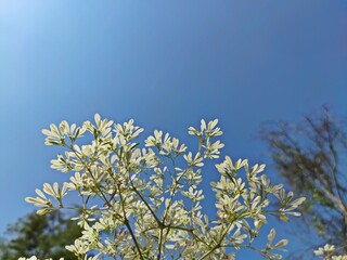 Obraz premium White Christmas bush (Euphorbia leucocephala) with blurred blue sky background.