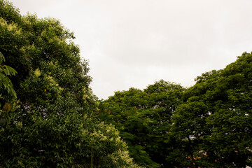 Obraz na płótnie Canvas Tropical green trees with very clear bright sky 