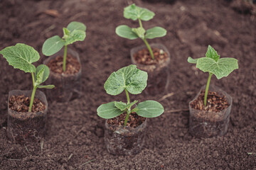 Healthy organic food concept. Seedling of a green plant of a cucumber. Spring. Male hands rake the earth around the sprout. Close-up - a human hand holding a seedling uses a small garden shovel.