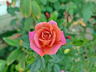 Top view of beautiful full blooming multi-colored coral and pink rose with blurred green leaves as background. Soft focus.