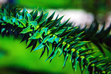 Branch of Araucaria araucana, Monkey puzzle tree, Monkey tail tree, or Chilean pine. It is an...