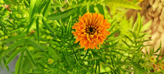 Beautiful Mexican marigold (Tagetes erecta) flower with green leaves as background.