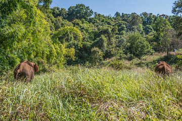 Kambodscha Sen Monrom