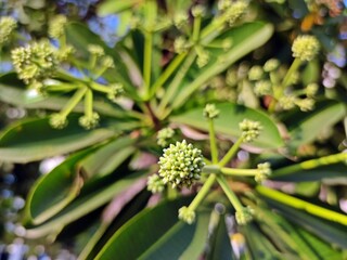 Yong flower buds of Devil tree (Alstonia scholaris) with blurred green leaves background.