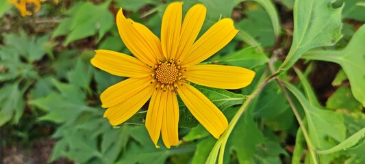 Beautiful blooming Mexican sunflower (Tithonia diversifolia) with blurred green leaves background.