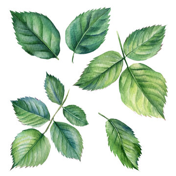 Set of rose leaves on white background, watercolor illustration, flora design