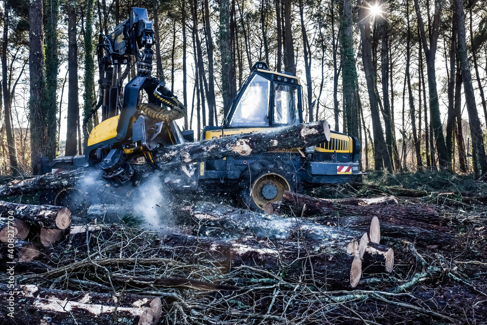 Wall mural machine for cutting tree trunks used in the forestry industry