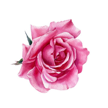 Rose on white background, watercolor botanical illustration